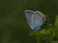 Polyommatus amandus (Çokgözlü Amanda)